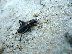 Modicogryllus frontalis