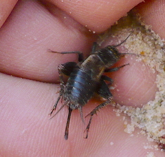 Modicogryllus frontalis