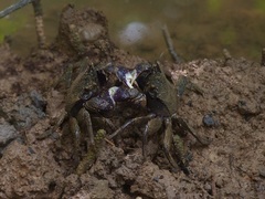 Episesarma versicolor