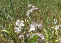 Malacothamnus clementinus