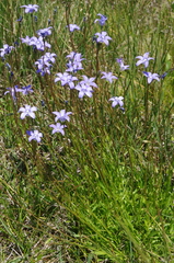 Wahlenbergia ceracea