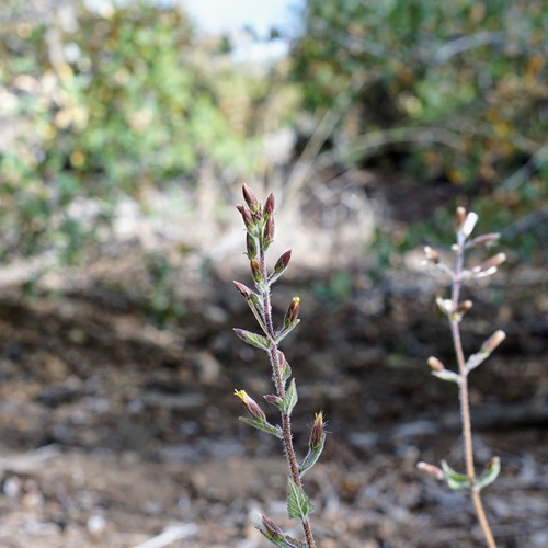 Image of Betonyleaf Brickellbush (Brickellia betonicifolia) by (c) Andrew Tree, some rights reserved (CC BY)