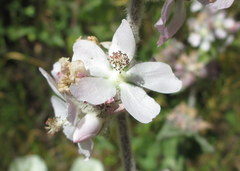 Malacothamnus clementinus