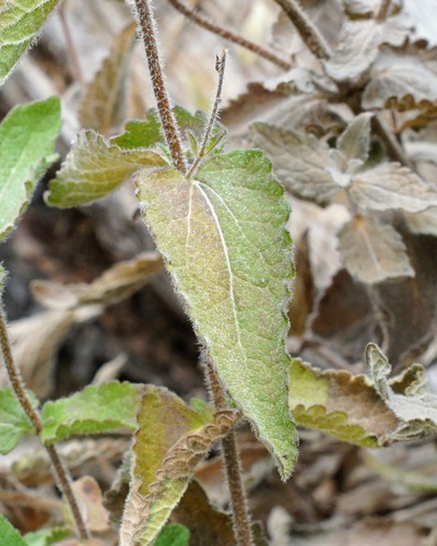 Image of Brickellia betonicifolia by (c) Andrew Tree, some rights reserved (CC BY)