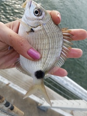 Diplodus