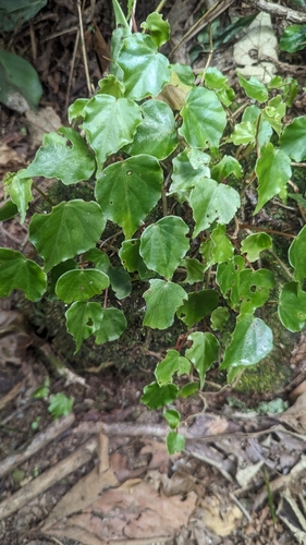 Brazilian heart begonia (Begonia solananthera)
