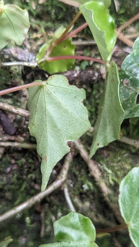 Image of Begonia solananthera by (c) Alan Rockefeller, some rights reserved (CC BY)