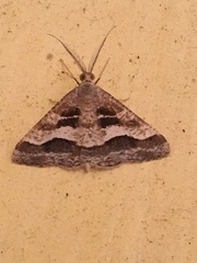 Isturgia disputaria