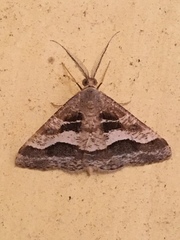 Isturgia disputaria