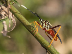 Holhymenia histrio