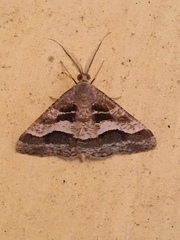 Isturgia disputaria