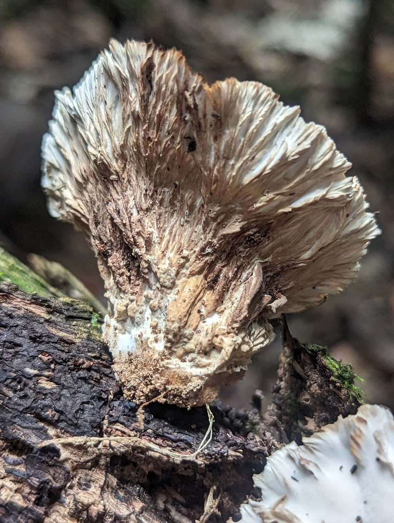 Cymatoderma dendriticum · November 2023 · photo: © alan_rockefeller (iNaturalist, cc-by-sa)