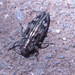Chrysobothris acutipennis - Photo (c) Paul Bowyer,  זכויות יוצרים חלקיות (CC BY-NC), הועלה על ידי Paul Bowyer