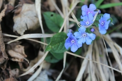 Omphalodes verna