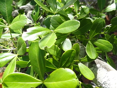 Image of Hypelate trifoliata