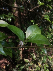 Ilex asprella