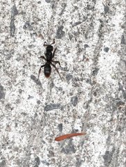 Pseudoneoponera rufipes