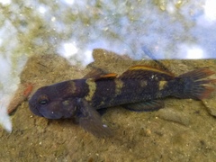 Bathygobius soporator