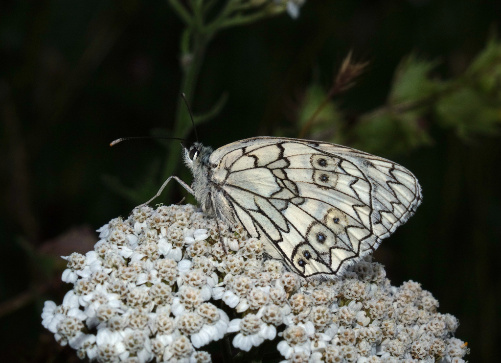 Melanargia russiae