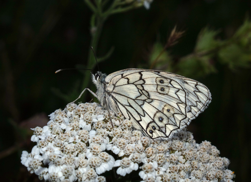 Melanargia russiae