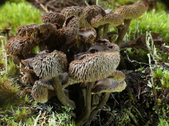 Auriscalpium umbella