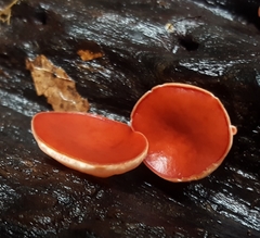 Phillipsia subpurpurea