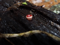 Phillipsia subpurpurea