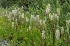 Sanguisorba stipulata