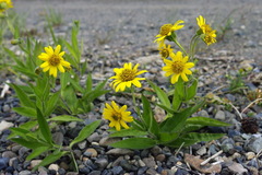 Arnica lonchophylla