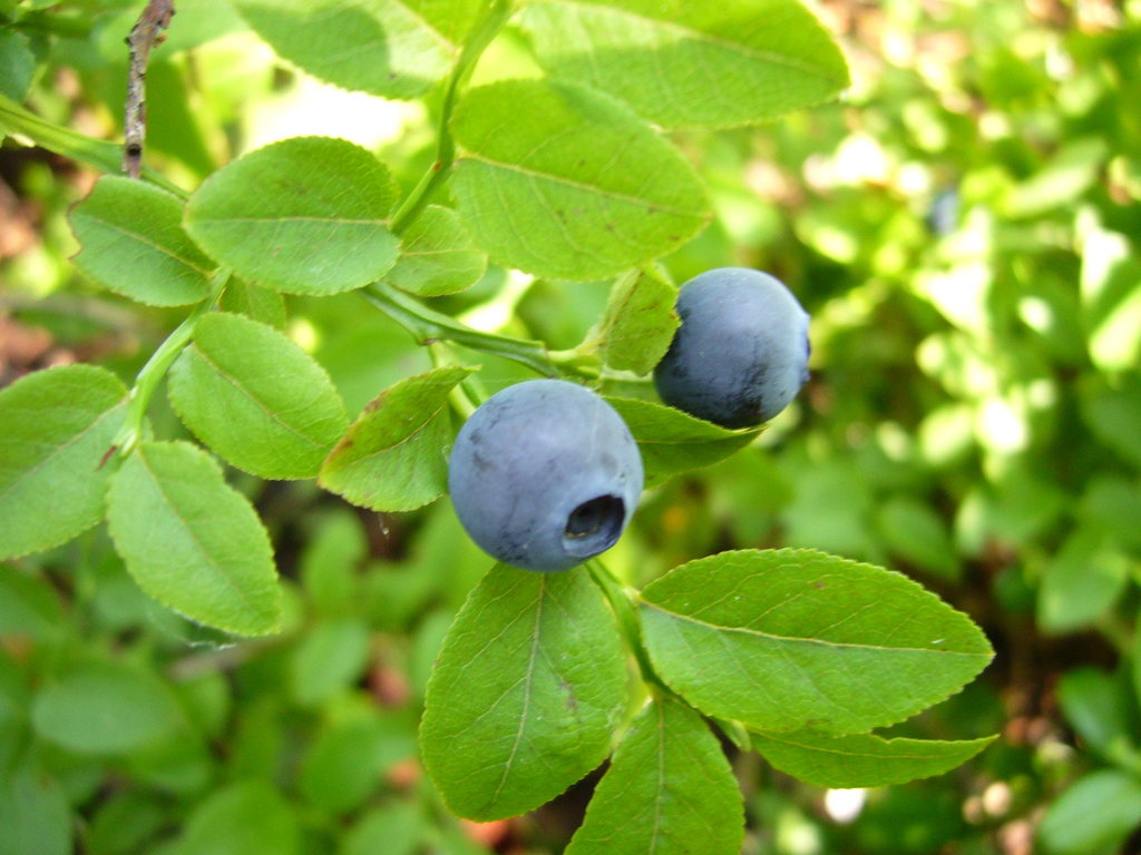 Vaccinium myrtillus