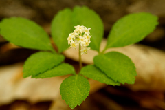 Panax trifolius