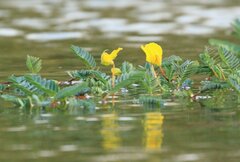 Aeschynomene fluitans, photograph (c) Darren Obbard, some rights reserved (CC BY)