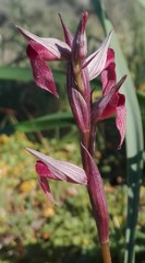 Serapias strictiflora