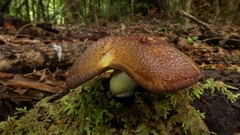 Tricholomopsis scabra