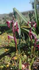 Serapias strictiflora