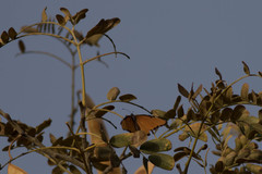 Danaus chrysippus dorippus
