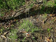 Carex lanceolata lanceolata