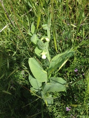 Lathyrus ochrus