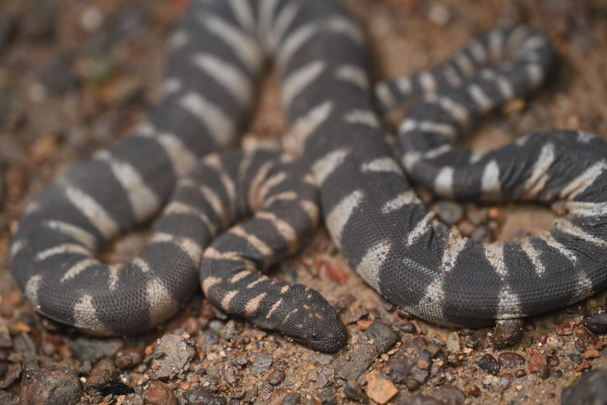 Acrochordus granulatus (Schneider, 1799)