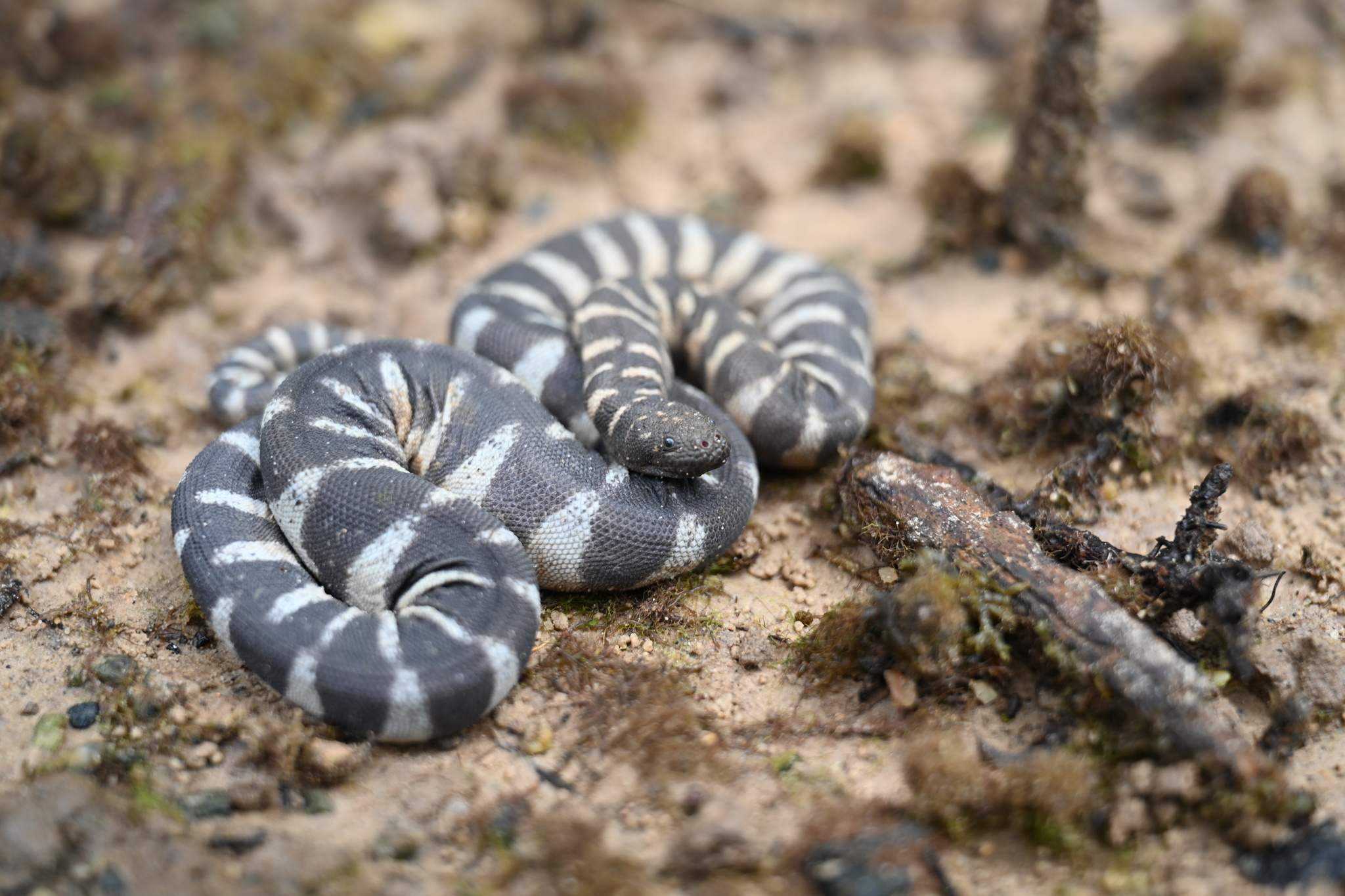 Acrochordus granulatus (Schneider, 1799)