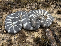 Little Filesnake photo 2