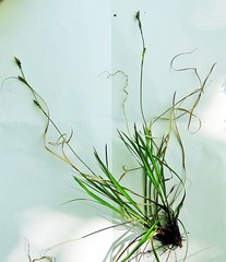 Carex lanceolata lanceolata