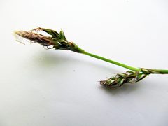Carex lanceolata lanceolata