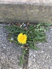 Taraxacum officinale