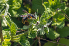 Rhodanthidium sticticum