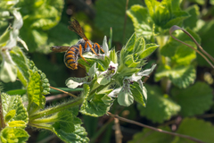 Rhodanthidium sticticum