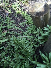 Galium aparine