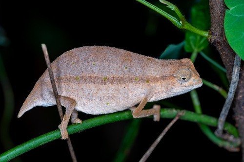 Zomba Beardless Pygmy Chameleon