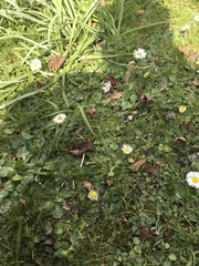 Bellis perennis