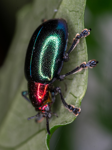 Metallic Milkweed Leaf Beetle